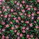 Katoenen stof - Highland Flowers Zwart II